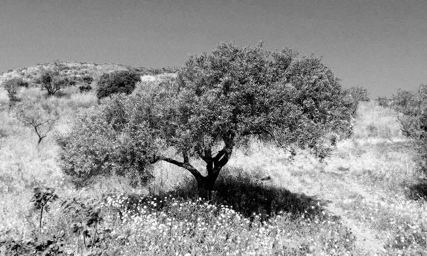 Al’Akhawat